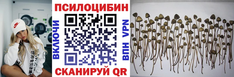 где продают наркотики Невель Галлюциногенные грибы Psilocybe